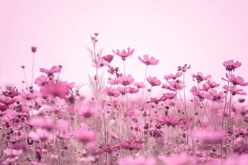 pink flowers in the field