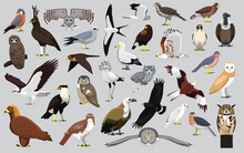 Animal Bird Of Prey Eagle Hawk Kite Falcon Owl Vulture Characters Cartoon Vector