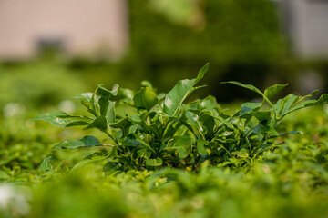 Poster - fresh green parsley