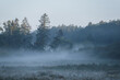 SPRUCES AND FOG - Autumn morning in the wild terrain of the river valley