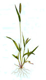 Fototapeta Sypialnia - Panicum viride, Grüne Borstenhirse, Synonym: Setaria viridis