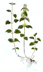 Gewöhnliche Goldnessel, Lamium galeobdolon, Syn.: Galeobdolon luteum, auch Gold-Taubnessel