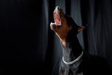 Portrait Of Doberman Dog On Black Background Studio