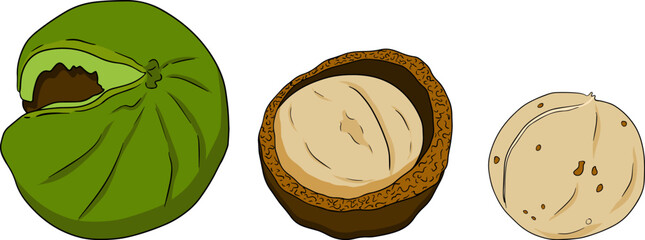 Macadamia. Vector hand drawn nuts. Colored illustration with different sort of nuns.