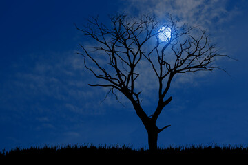 Wall Mural - silhouette of dry tree outdoors at full moon night