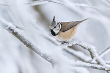 A Cute Crested Tit Sits On A Twig With Icing. Winter Scene With A Titmouse With Crest. Lophophanes Cristatus