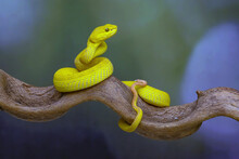 Snake In The Tree