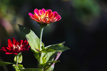 Colorful Zinnia Flower On A Sunny Day, Macro Photo With Selective Focus