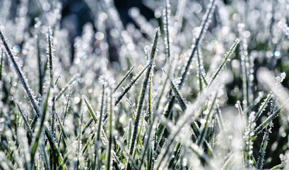 Wall Mural - Close up frozen ice on grass