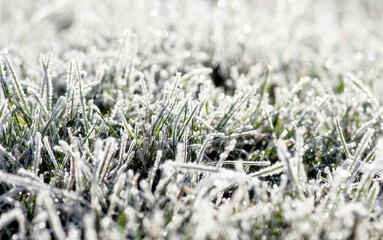 Wall Mural -  frost on the grass in the field