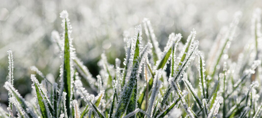 Canvas Print - Close up frozen ice on grass