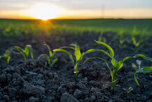Young Corn Seedlings Growing On Field In Black Soil. Sprouts Of Corn. Agriculture Process, Growing.