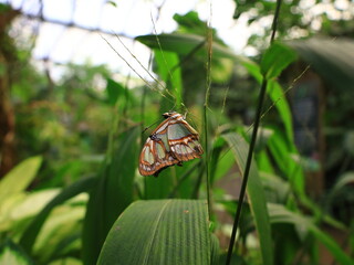 View on a butterfly in the greenhouse of Naturospace in Honfleur