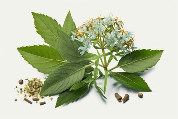 Wall Mural - Herbal remedy derived from valerian root. Herbal plant medicine uses this preparation composition to treat anxiety, sleeplessness, headaches, menopause, and digestive difficulties. Generative AI