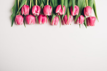  Beautiful fresh pink tulip flowers in full bloom on white background, top view. Copy space for text. Minimalist flat lay with spring blooms.