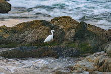 Snowy Egret (Egretta Thula) By The Rocks In The Ocean