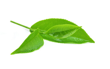 Wall Mural - Green tea leaf with drops of water isolated on white background