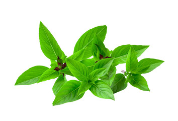 Wall Mural - thai basil isolated on transparent png