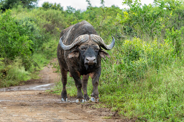 Poster - Old Affrican Buffalo (Syncerus caffer) bull walking after a mud bath in Hluhluwe Imfolozi National Park in South Africa