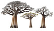Leinwandbild Motiv Baobab african trees isolated on transparent and white background. Generative AI