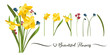 Beautiful bouquet of daffodils and flowers in vector.