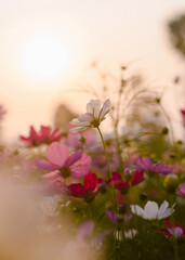 Wall Mural - White cosmos flower in the garden with sunset time