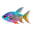 Aquarium neon tetra fish isolated on white background. Generative AI