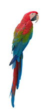 Parrot Blue And Red Macaw Are Ararauna