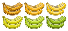 Vector Banana Bunch Set, Horizontal Voucher With Lot Collection Of Cut Out Illustrations Of Group Assorted Brown Riped And Green Unriped Banana Bunches In A Row On White Background