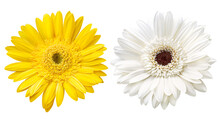 Flor Gérbera Amarela E Flor Gérbera Branca Isoladas Em Fundo Transparente - Flor Margarida 