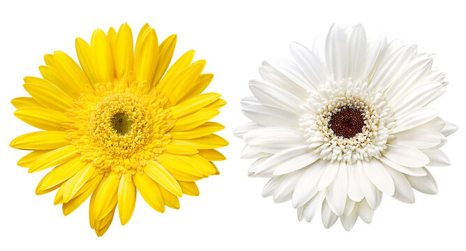 flor gérbera amarela e flor gérbera branca isoladas em fundo transparente - flor margarida
