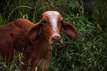 Wall Mural - beautiful cow in a field