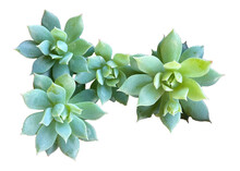 Succulent Isolated	Top View 
