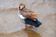 Close Up Portrait Of An Egyptian Goose Standing In The Water