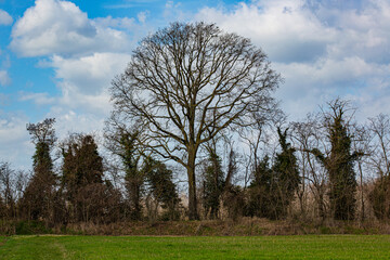 Wall Mural - The trees that shade the meadows of the Emilian plain