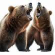 Two angry scary brown bears growl at each other on a white background close-up, angry predatory animals