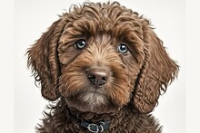 Dog, A Brown Cockapoo, On A White Background. Generative AI