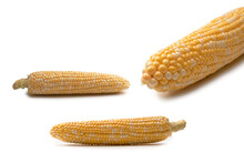 Yellow Corn Isolated On White Background. Copyspace.