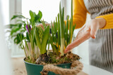 cropped shot of woman transplanting hyacinths in pot at home