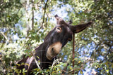 Fototapeta Konie - Portrait of donkey scratching his ear with metal stick, funny catalan donkey