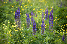 Purple Lupins In The Field, Springtime 