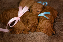 Four Tiny Apricot Poodle Puppies Sleep Cuddled Up At Home On A Warm Blanket On The Bed. Side View