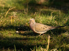 Mourning Dove In The Grass