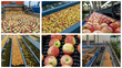 © RGtimeline - Apple Production and Processing - Photo Collage. Apple Washing, Grading, Sorting  and Packing Line. Fruit Packing House Interior. Postharvest Handling of Apples. Fruit Processing Technology.