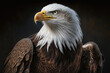 sea eagle very lifelike, photography