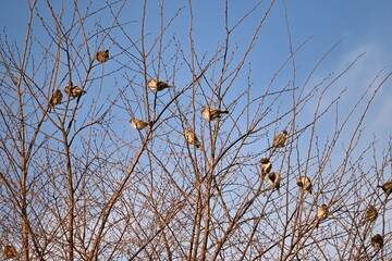 Sticker - Sparrows resting. It is omnivorous and eats poaceae seeds and insects, and has a habit of moving in groups. A gait that moves while jumping is called hopping.