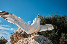 Tourist Is Feeding Seagulls At Penon De Ifach Natural Park In Calpe.
Penon De Ifach,Calpe, Alicante, Spain.