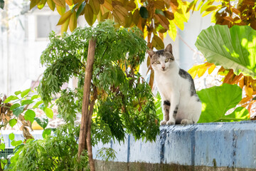 Wall Mural - carefully stray cat look at you