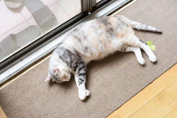 Poster - cat sleep in front of door