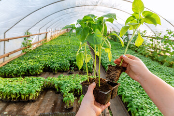 growing pepper seedlings in a greenhouse, early young seedlings in plastic cups in the hands of a wo